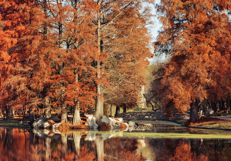 Фестивал на цветята в Крайова, Румъния: Транспорт на човек + посещение на  парк 