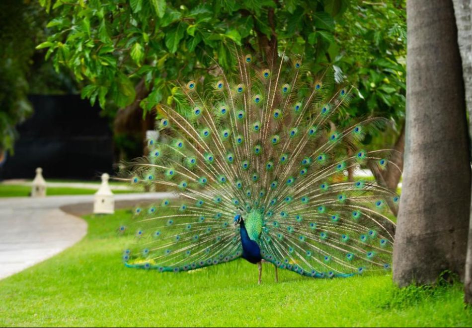 През март в Доминикана, Доминиканска република: Чартърен полет от Мадрид + 7 нощувки на човек на база All Inclusive в Caribe deluxe Princess hotel 5*, снимка 18