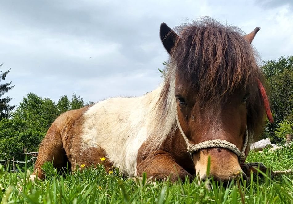 40 минути конна езда в малинови насаждения с невероятна гледка към Рила планина + инструктаж от Конна езда Ranch Butch Camp, к.к. Боровец